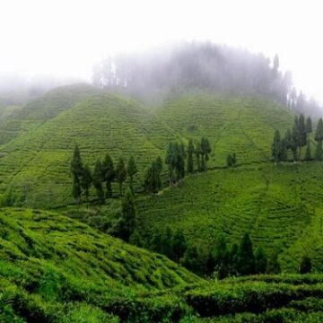 Goodricke Group Limited’s Darjeeling Gardens Achieve Remarkable Carbon Sequestration Milestone